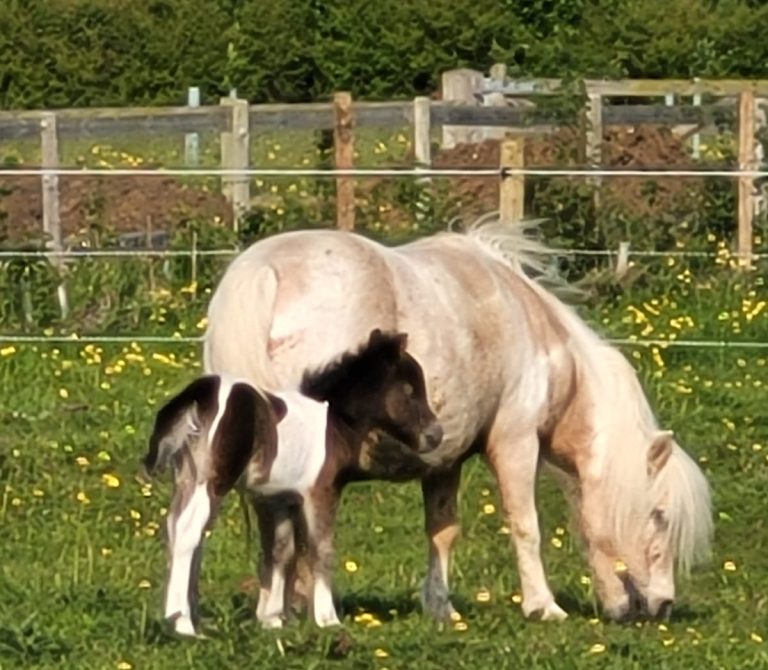 The Equusense Programme